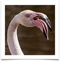 Pretty  Flamingo - Manfred Mann - Richard Nicholls